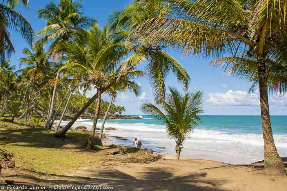 Imagem de lindos coqueiros na costa da Praia de Jeribucaçu.